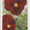 Garden flowers by Richard Sudell