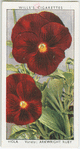 Garden flowers by Richard Sudell