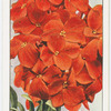 Garden flowers by Richard Sudell
