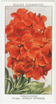 Garden flowers by Richard Sudell
