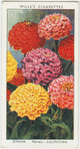 Garden flowers by Richard Sudell