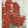 Antirrhinum.