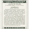 Antirrhinum.