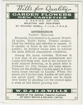 Antirrhinum.