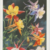 Aquilegia (Columbine).