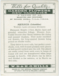 Aquilegia (Columbine).