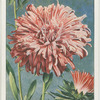 Aster.
