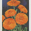 Calendula (Marigold).