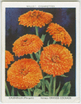 Calendula (Marigold).