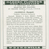 Calendula (Marigold).