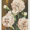 Garden flowers - new varieties