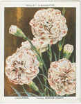 Garden flowers - new varieties