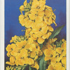 Cheiranthus.