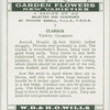 Clarkia.