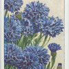 Cornflower.