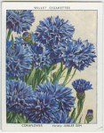 Cornflower.