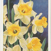 Daffodil.