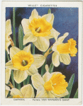 Daffodil.