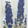 Delphinium.