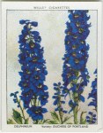 Delphinium.