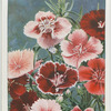 Dianthus.