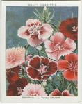 Dianthus.