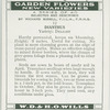 Dianthus.