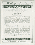 Dianthus.