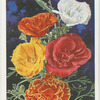 Eschischoltzia (California Poppy.)