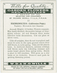 Eschischoltzia (California Poppy.)