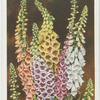 Foxglove.