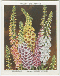 Foxglove.