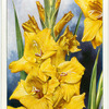 Gladiolus.