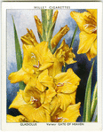 Gladiolus.