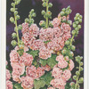Hollyhock.