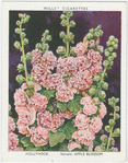 Hollyhock.