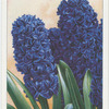 Hyacinth.