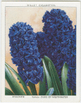 Hyacinth.