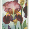 Iris.