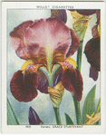 Iris.