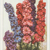 Larkspur.