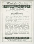 Lavatera (Mallow).