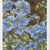 Meconopsis (Blue Poppy from Tibet).