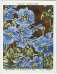 Meconopsis (Blue Poppy from Tibet).