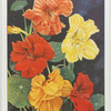Nasturtium.