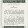 Nasturtium.