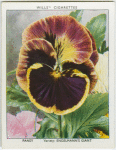 Pansy.