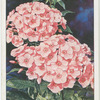 Phlox.