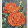 Rose.