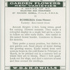 Rudbeckia (Cone Flower).